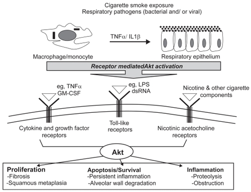 Figure 2 Akt is a molecular mediator of cellular processes central to COPD pathogenesis. Cell surface receptors on alveolar macrophages and the bronchial epithelium recognize and respond to cigarette smoke components and respiratory pathogens. These unique signaling modules converge onto and activate multiple pathways including Akt. Once active, Akt contributes to key cellular processes including proliferation, apoptosis, and inflammation. Therefore, dysregulated activation of Akt in a chronically inflamed environment has the potential to disrupt homeostasis, leading to an altered pathology responsible for dramatic and progressive decline in lung function.