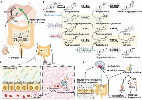 Figure 1. Potential mechanisms by which gut microbiome may participate in regulating the host’s sex hormone levels. (A) the glucuronidation of sex hormones catalyzed by uridine diphosphate-glucuronosyltransferase 2B (UGT2B) in the liver increases the water solubility, which promotes the excretion of the glucuronidated compounds via urine or bile to the small intestine. Part of the conjugated sex hormones are de-conjugated by β-glucuronidase from the commensal gut bacteria. After deconjugation, the free sex hormone molecules are reabsorbed via the portal system. (B) Certain bacterial enzymes, such as 3α-HSD, 17β-HSD, 20α-HSD, 5α-reductase, and 1720 lyase, may participate in the biosynthesis of steroid hormones in the intestine, whereas further investigation is required. (C) Some bacteria are important for the maintenance of the protective function of the mucus. Destruction of the intestinal barrier may facilitate the passage of gut bacteria into the systemic circulation and elicit a chronic state of inflammation, which may impair testicular function, including the testosterone production by Leydig cells. (D) Some gut microbes are involved in the metabolism of neuroactive compounds or regulation of the gut-brain mediator secretion, which may influence the activity of the central nervous system via the gut–brain axis. Gut microbiome may thus influence endogenous production of sex hormones via the hypothalamic–pituitary–gonadal axis.