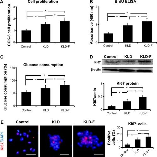 Figure 4 Functionalized self-assembling peptide promoted cell proliferation in INS-1 β-cells.Notes: (A) Cell proliferation rates detected by CCK-8 assay after 3 days of culture. (B) BrdU enzyme-linked immunosorbent assay of INS-1 cell proliferation after 3 days of culture. (C) Glucose consumption rates (%) in different groups after 3 days of culture. (D) Western blot and quantitative analysis of Ki67 protein expression after 3 days of culture. (E) Immunofluorescent staining of Ki67 (bar 50 μm) and quantitative analysis of Ki67-positive cells (*P<0.05).Abbreviations: CCK-8, Cell Counting Kit-8; DAPI, 4,6-diamidino-2-phenyllindile; ELISA, enzyme-linked immunosorbent assay.