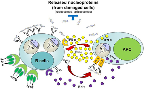 Figure 1 Interaction between autoreactive B-cells and antigen-presenting cells (APC) in ILE. Autoantigen (nucleoprotein)-specific B-cells may survive the selection processes in bone marrow. These cells are constantly exposed to autoantigens derived from either apoptotic cells, necrotic cells, or neutrophil extracellular traps. In genetically predisposed individuals, elevated levels of B-cell survival factors (BAFF or April) or APC (antigen-presenting cells)-derived type I (or type II) IFN, or abnormal intrinsic B-cell receptor signaling involving the Syk/BTK pathway may lead to upregulation of nucleic-acid sensing TLR and other innate receptors resulting in B-cell activation. In turn, this can lead to activation and maturation of autoreactive B-cells into anti-nucleoprotein secreting plasmablasts/plasma cells. Secreted autoantibodies can then combine with self-derived nucleoproteins and signal APCs through their Fc-γ receptors. Subsequent activation of innate receptors in APCs can trigger robust type I and II IFN response, which in turn can further decrease the threshold for B-cell activation by up-regulating IFN-inducible genes (“IFN-signature”). Released type I and type II IFN can also prime other immune cells and ultimately cause tissue inflammation and damage resulting in clinically overt SLE. Adapted fromJ Allergy Clin Immunol. 137(5), Singh N, Kumar B, Aluri V, Lenert P. Interfering with baffled B cells at the lupus tollway: promises, successes, and failed expectations. 1325–1333. Copyright 2016, with permission from Elsevier.Citation91