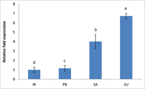 Figure 4. Real-time PCR analysis of chlorophyllase gene in 2 salt sensitive (IR64 and Pusa Basmati-1) and 2 salt tolerant (Luna Sankhi and Luna Suvarna) cultivars of rice. (IR: IR64, PB: Pusa Basmati-1, SA: Luna Sankhi, SU: Luna Suvarna).Bars represent mean ± SE (n = 3). Different letters (a, b, c, d) within cultivars are significantly different (Fisher LSD, p ≤ 0.05).
