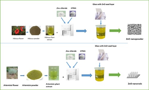 Figure 1. Schematic representation of green synthesis process of ZnO nanostructures using the Hibiscus and Artemisia plant extract.