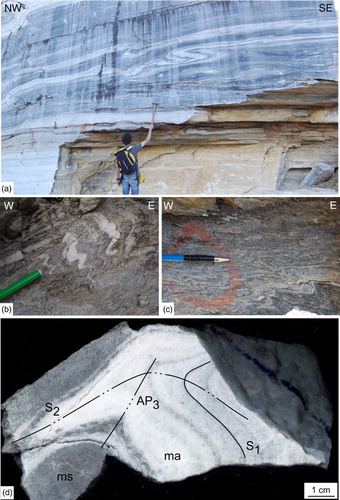Figure 3 . D2 and D3 structures. (a) S1 mylonitic layering of impure marble fabric deformed by D2 folds (Maiera quarry, near the study area); (b) isoclinal D2 folds with thickened hinges occurring within the garnet-chloritoid micaschist (road to Rodoretto Village); (c) D3 structures folding of S2 foliation within the garnet-chloritoid micaschists (road to Rodoretto Village); (d) Type-3 interference pattern (CitationRamsay, 1967) between D2 and D3 folds and related axial plane foliation (S2) and axial plane (AP3), occurring within the impure marble (ma) and garnet-chloritoid micaschist (ms) (sample from the Gianna mine tunnel).