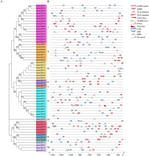 Figure 3. Cis-regulatory elements of MsbZIPs. (a) Phylogenetic tree of MsbZIP proteins. (b) Cis-elements of the promoter regions. Red ones are hormone-related elements while blue represents clear and stress-related elements.