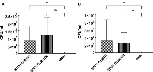 Figure 1 Pathogenic potentials of E. coli O16:H41-ST131 and E. coli O25b:H30-ST131. (A) Adhesion ability on T24 cells. (B) Invasion ability on T24 cells.