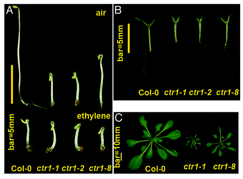 Figure 1. The ctr1–8 mutant shows a mild constitutive ethylene response phenotype. The constitutive ethylene response phenotypes are shown for wild type (Col-0), ctr1–1, ctr1–2, and ctr1–8. a. Etiolated seedlings of air-grown ctr1–8 show weaker hypocotyl growth inhibition than ctr1–1 and ctr1–2. Ethylene treatment inhibits the seedling hypocotyl elongation of each genotype to a similar level. b. Light-grown seedlings show stronger growth inhibition in cotyledons and roots for ctr1–1 and ctr1–2 than ctr1–8. c. At the adult stage, ctr1–8 produces a much larger rosette than ctr1–1 and smaller rosette than the wild-type plant.