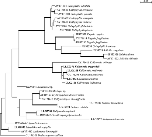 Fig. 16. Phylogenetic tree inferred from Bayesian analysis of the LSU. Thick branches lead to nodes strongly supported in all analyses (Bayesian posterior probabilities of 1, ML and NJ bootstrap support above 90%). Voucher specimens for sequences generated in this study are indicated in bold.