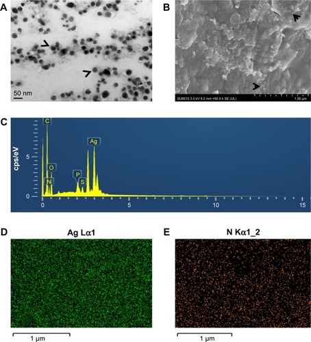 Figure 3 TEM and SEM–EDS analyses of synthesized Drp-AgNPs.Notes: (A) TEM and (B) SEM images of the as-synthesized Drp-AgNPs. (C) EDS of the Drp-AgNPs. Elemental mapping of (D) Ag and (E) N in the SEM image. Arrows in (A) indicate the morphology and size of the Drp-AgNPs. Arrows in (B) indicate the dispersed AgNPs. Scale bars in the pictures indicate the corresponding length.Abbreviations: TEM, transmission electron microscope; SEM, scanning electron microscope; EDS, energy-dispersive X-ray spectroscopy; Drp-AgNP, D. radiodurans protein extract-mediated silver nanoparticle; AgNP, silver nanoparticle; D. radiodurans, Deinococcus radiodurans.