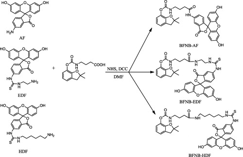 Figure 1. Synthesis process of three tracers (BFNB-AF, BFNB-EDF and BFNB-HDF).