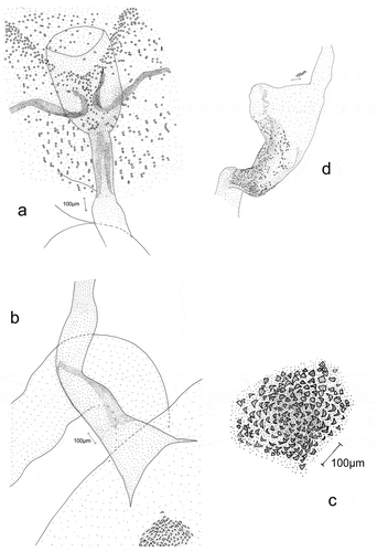 Figure 10. Female genitalia: Eidophasia insulella: a – antrum, b – ductus bursae near inception to bursa copulatrix, c – signum, d – bulla seminalis.