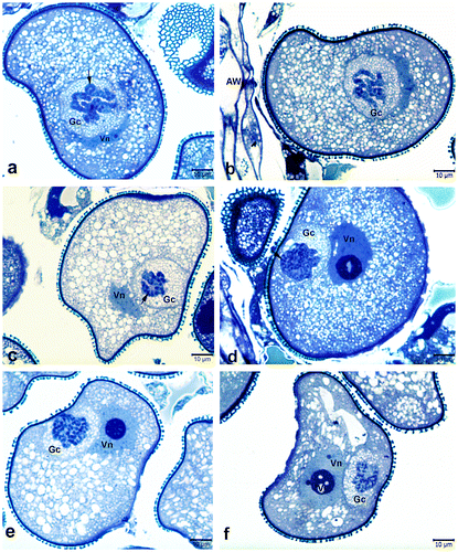 Figure 2. Polytene chromosomes in the generative cell nuclei of bicellular pollen grains stained with toluidine blue (a, b) Easily recognizable polytene chromosome with loop (arrow) and puffing. (c, d) Polytene nuclei in the form of cable-like structures having light and dark bands (arrows). (e, f) Polytene nuclei with loosely attached chromatids. Note the vacuoles found in the nucleolus of the vegetative nucleus in (f). AW, anther wall; Gc, generative cell; V, nucleolar vacuole; Vn, vegetative nucleus.