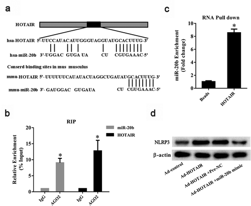 Figure 5. The regulation role of lncRNA HOTAIR on miR-20b. A. Binding sites between HOTAIR and miR-20b were predicted by bioinformatics software. B. RIP assay was used to confirm the interaction between HOTAIR and miR-20b. qRT-PCR showed that HOTAIR and miR-20b were enriched in the AGO2 complex. *P< 0.05, compared with IgG. C. RNA pull-down was used to confirm the interaction between HOTAIR and miR-20b. miR-20b was enriched in HOTAIR pull-down complex *P< 0.05, compared with beads. D. The protein level of NLRP3 in THP-1 cells was detected using Western blot. Data are pooled from three individual experiments
