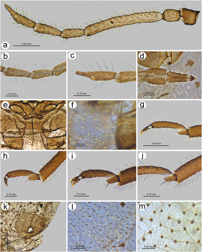 Figure 30. Morphological features of apterous viviparous female of S. yushanensis sp. nov.: (a) antenna, (b) sensilla on ANT IV, V and VI, (c) ANT VI with sensilla, (d) ultimate rostral segments, (e) mesosternal furca, (f) dorsal thoracic cuticle, (g) HT II, (h) first segment of fore tarsus, (i) first segment of middle tarsus, (j) first segment of hind tarsus showing the peg-like sensillum, (k) SIPH, (l) dorsal abdominal chaetotaxy, (m) dorsal abdominal cuticle.