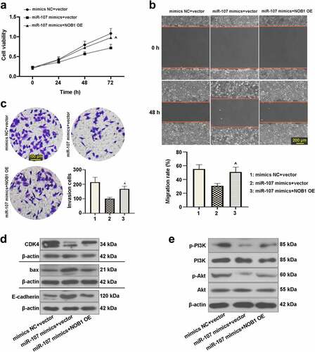 Figure 7. MiR-107 overexpression repressed cell proliferation, migration, invasion, and the PI3K/Akt signaling pathway by regulation of NOB1 in FaDu cells. Cells were co-transfected with miR-107 mimics or mimics NC and the NOB1 overexpressing plasmid or the empty vector. (a) After co-transfection for 24 h or 48 h or 72 h, CCK-8 assay was used to measure cell proliferation. (b, c) Migratory and invasive abilities of cells at 48 h post-transfection were evaluated. Wound-healing assay: scale bar = 200 μm; Transwell assay: scale bar = 100 μm. (d, e) After co-transfection for 48 h, CDK4, bax, E-cadherin, p-PI3K, PI3K, p-Akt, and Akt protein expressions were assessed. Results were presented as means ± SD (n = 3). ^P < 0.05 and ^^P < 0.01 versus the miR-107 mimics+vector group.