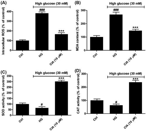 Figure 4. Effects of caffeoylisocitric acid on the oxidative stress induced by high glucose in mesangial cells. (A) Intracellular ROS levels. (B) MDA content. (C)-(D) SOD and CAT activity. n = 3, #P < 0.05 and ###P < 0.001 vs control group, ***P < 0.001 vs high glucose group.