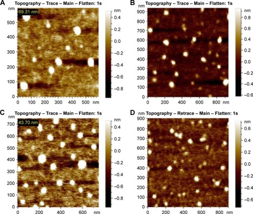 Figure 5 AFM images of (A) SA-PP-SPIONs, (B) SA-OP-SPIONs, (C) SA-AP-SPIONs, and (D) SA-LP-SPIONs functionalized through MW incubation.Abbreviations: AFM, atomic force microscopy; AP-SPIONs, apple peel-mediated SPIONs; LP-SPIONs, lemon peel-mediated SPIONs; MW, microwave; OP-SPIONs, orange peel-mediated SPIONs; PP-SPIONs, pomegranate peel-mediated SPIONs; SA, succinic anhydride; SPIONs, superparamagnetic iron oxide nanoparticles.