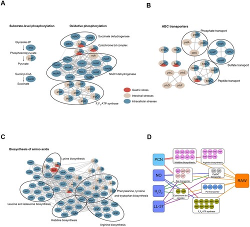 Figure 5. Differential essentiality analysis of genes between stomach-, intestine- and intramacrophage-mimicking niches. Analysis of essential gene networks identified in stomach-, intestine- and intramacrophage-mimicking niches. The pathways and protein complex included ATP synthesis pathway (a); ABC transporter (b); amino acids synthesis pathway (c). Genes were represented as ellipses and colour-coded according to their essentiality in mimicked niches. Gene interactions were indicated by the grey line. (d) A pathway-specific subnetwork indicating the shared fitness determinants between four intramacrophage-mimicking conditions (H2O2, NO, LL-37, and PCN starvation) and macrophage RAW 264.7 cells. Genes were colour-coded the same as in Figure 3.