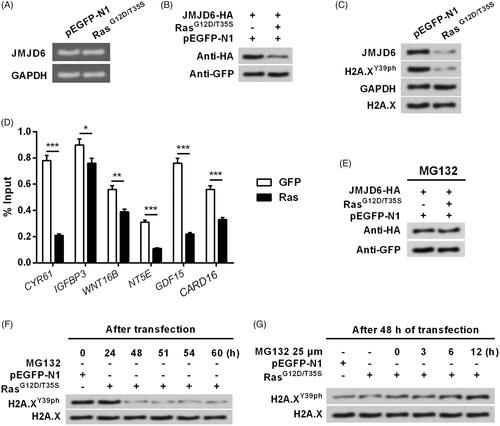 Figure 5. Activation of ERK1/2 induced the degradation of JMJD6 and led to the down-regulation of H2A.XY39ph. (A) RasG12D/T35S plasmid or an empty vector was transfected into MP65 cells. Gel electrophoresis showed the mRNA level of JMJD6. (B) MP65 cells were transfected with JMJD6-HA, RasG12D/T35S plasmid or empty vector. JMJD6 expression was examined through Western blot. (C) RasG12D/T35S plasmid or an empty vector was transfected into MP65 cells. Protein levels of JMJD6 and H2A.XY39ph were examined through Western blot analysis. (D) If JMJD6 bind with the promoter of ERK1/2 downstream genes was examined through ChIP experiment. (E) JMJD6 expression was measured through Western blot after treating with MG132. (F) H2A.XY39ph expression was measured through Western blot after 0–60 h transfection. (G) H2A.XY39ph expression was examined through Western blot after treating with MG132 for 0–12 h. *p<.05, **p<.01, GFP versus Ras, ***p<.001 (n = 3).