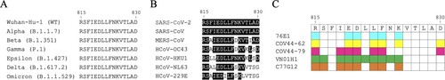 Figure 4. Sequence alignment of the partial FP residues recognized by S2’/FP-specific antibodies. (A) Sequence alignment of the partial S2’/FP regions (S815-830) of SARS-CoV-2 VOCs, including Wuhan-Hu-1, Alpha, Beta, Gamma, Epsilon, Delta, and Omicron strains. (B) Sequence alignment of the partial S2’/FP regions of SARS-CoV-2, SARS-CoV, MERS-CoV, HCoV-OC43, HCoV-HKU1, HCoV-NL63, and HCoV-229E. S815-830 is shown as SARS-CoV-2 numbering. Residues identical to the S2’/FP sequence of SARS-CoV-2 are marked with black backgrounds. (C) The key residues recognized by 76E1, COV44-62, COV44-79, and VN01H1 that can neutralize both of α- and β-CoVs are coloured in cyan, yellow, magenta, and green, respectively. The key residues recognized by C77G12 that can only neutralize β-CoVs are coloured in orange.