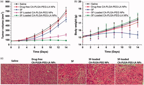 Figure 6. (a) Mean tumor volumes and (b) body weights of the mice in different groups after treatment at different time intervals (n = 5). Tail intravenous injection into the HepG2 tumor-bearing mice every 4 days; (c) Representative tissue sections of mice in different groups stained with hematoxylin and eosin (H&E) after 14 days of treatment (Magnification 100×).