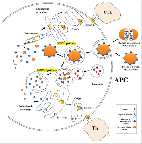 Figure 8. Schematic presentation of intracellular trafficking of protein/peptide - loaded PLGA particles in antigen presenting cells (mostly dendritic cell). Desired protein can be adsorbed on or encapsulated into PLGA particles, hence due to simplification only protein- adsorbed PLGA particles is shown. PLGA particles are taken up by endocytosis following binding to DC membrane. Antigens delivered by PLGA particles undergo 2 distinct intracellular pathways. In phagosome to cytosol pathway of cross-presentation, PLGA particles escape from the endosome, degrade in cytoplasm, and loaded protein is release gradually, and continue the MHC class I pathway. Secondly, degradation of protein/peptide-loaded PLGA particle happens inside endosome due to its acidic pH, thus the antigenic peptides derived from degradation can be presented via MHC class II pathway. Antigen presenting cells: APC; TCL: T cytotoxic lymphocyte; Th: T-helper lymphocyte.