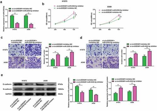 Figure 4. Repressive miR-2355-5p turns around the changes induced via refrained circSOD2 on NSCLC advancement. A: RT-qPCR to detect miR-2355-5p; B: CCK-8 to detect cell proliferation; C: Transwell to detect cell migration ability; D: Transwell to detect cell invasion ability; E: Western blot detection of E-cadherin and N-cadherin after cell transfection; *P < 0.05; **P < 0.01. N = 3. The data in the figure were manifested as mean ± SD.