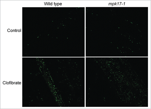 Figure 3. mpk17-1 responds to ROS-generating chemical clofibrate. Representative confocal images of wild type (Col-0) and mpk17-1 treated with water (control) or 1 mM clofibrate for 1 hour.