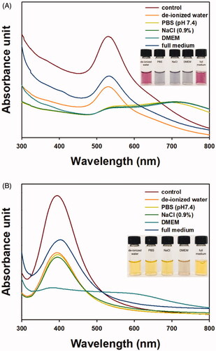 Figure 3. Colloidal stability in different solutions. (A) OE-AuNPs and (B) OE-AgNPs. Each inset shows a digital photograph of the nanoparticles in different solutions.