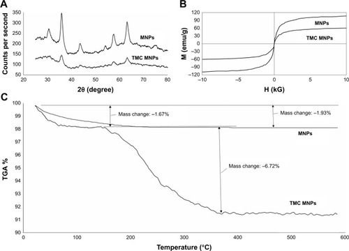 Figure 3 Characterization of MNPs and TMC–MNPs using PXRD, VSM, and TGA. (A) PXRD patterns of MNPs and TMC–MNPs. (B) TGA curves of MNPs and TMC–MNPs. (C) Hysteresis curves of MNPs and TMC–MNPs.Abbreviations: H, magnetic field; M, magnetization; MNP, magnetic nanoparticle; TMC, N,N,N-trimethyl chitosan; PXRD, Powder X-ray diffraction; VSM, vibrating sample magnetometer; TGA, thermogravimetric analysis.