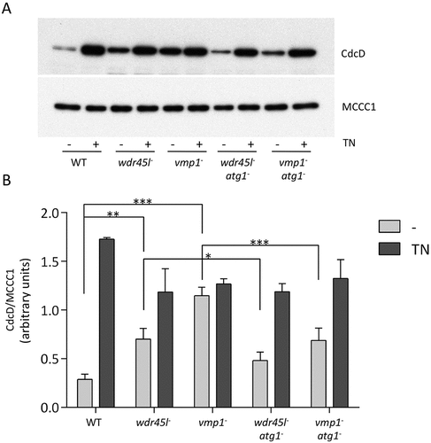 Figure 6. ER-stress response in cells lacking Wdr45l and Vmp1.