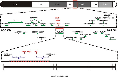 Figure 2.  GENOMIC LOCATION OF INSERTION SITE. The cosmid DNA fragment encompassing the human protamine domain (chromosome 16; 11,349,856 - 11,390,141; red hatched box), including the PRM1, PRM2, and TNP2 genes flanked by boundary elements, was determined by terminal transferase dependent PCR to have inserted within cytological band C3 of mouse chromosome 19. Integration occurred within a L1Md T repeat element of the seventh intron of the cytochrome P450 2c38 gene.