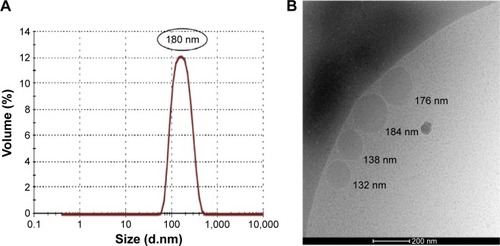 Figure 1 Droplet size analysis.Notes: (A) DLS results for Nano-PSO and (B) cryo-TEM image of Nano-PSO.Abbreviations: DLS, dynamic light scattering; PSO, pomegranate seed oil; cryo-TEM, cryogenic transmission electron microscope.