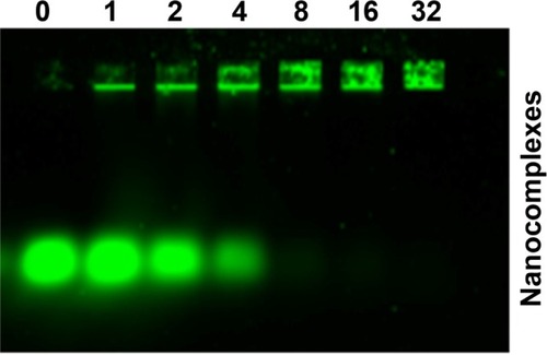 Figure 2 Characterization of FA-HP-β-CD-PEI/DOX/siRNAFAM nanocomplexes by gel electrophoresis assay.Notes: The agarose gel electrophoresis showed the behavior of nanocomplexes with various N/P ratios (0, 1, 2, 4, 8, 16, and 32). When the N/P ratio was 16:1, the siRNA was retarded completely, and this N/P ratio was used in the following experiments. siRNAFAM Ex =488 nm, Em =535 nm, and the concentration was 100 nM. The gel was 1.5% and run for 10 minutes at 150 V.Abbreviations: DOX, doxorubicin; siRNAFAM, small interfering RNA link with FAM green fluorescent dye; FA, folic acid; HP-β-CD, hydroxypropyl-β-cyclodextrin; PEI, polyethylenimine; Ex, excitation; Em, emission.