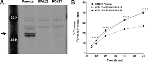 Figure 7. Turnover of long-lived proteins is accelerated in CSNK1A1 knockout cell lines. (A) Immunoblot of CSNK1A1 protein in homogenates from HCT116 parental and HCT116 CSNK1A1 KO clonal lines. A doublet (arrow) corresponding to human isoforms 1 and 2 are absent in the KO cell lines. (B) In a pulse-chase assay, the percent of degraded long-lived protein was significantly higher in HCT116 CSNK1A1 KO lines compared to HCT116 parental cells at 12 h (parental = 9.6 ± 0.1%, KO#12 = 12.3 ± 0.1%, KO#27 = 13.0 ± 0.3%), 24 h (parental = 17.4 ± 0.1%, KO#12 = 21.0 ± 0.3%, KO#27 = 23.0 ± 0.2%), 48 h (parental = 23.9 ± 0.6%, KO#12 = 32.7 ± 0.2%, KO#27 = 33.0 ± 0.2%), and 72 h (parental = 27.0 ± 0.3%, KO#12 = 40.7 ± 0.2%, KO#27 = 39.8 ± 0.2%) after metabolic labeling with 14C-valine (n = 3 wells per condition). Significance was determined by 2-way analysis of variance followed by the Dunnett multiple comparison test (****P < 0.0001). Error bars represent standard error of the mean.