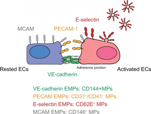 Figure 2 Location of four EMP markers on ECs.