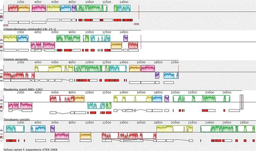 Fig. 2. Syntenic rearrangements in the mitochondrial genomes of volvocine algae. Synteny blocks (highlighted in the same colour) were determined using MAUVE. All sequences besides C. reinhardtii are circular and thus start and end sites are arbitrary. The green and turquoise blocks mostly contain tRNA genes, rRNA coding modules, and the nad1 gene; their order is generally conserved among volvocine algae with the exception of T. socialis. The arrangements of cox1 (yellow blocks), cob (red blocks) and nad5 (mostly found within green blocks) are highly variable among volvocine algae.