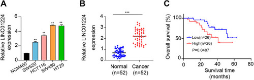 Figure 1 Expression level of LINC01224 in CC tumor tissues and several cell lines. (A) Expression levels of LINC01224 in several colon cancer cell lines (HCT116, HT-29, SW620 and SW480) and control NCM460 cells were detected by qRT-PCR. (B) Expression levels of LINC01224 in colon cancer tumor tissues and adjacent normal tissues were detected by qRT-PCR. (C) Kaplan–Meier survival curves for patients with colon cancer were plotted according to high or low LINC01224 expression level. **p < 0.01. ***p < 0.001.