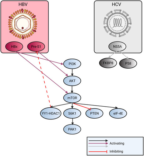 Figure 3 Overview of the regulation of mTOR related to HBV and HCV infection. HCV infection activates NS5A (nonstructural protein 5A). Its P85 form modulates with endoplasmic reticulum membrane or dysregulates association of FKBP5 (FK506 binding protein 5) with mTOR and PTEN is downregulated. HBV upregulates VEGFR-2 (vascular endothelial growth factor) by pre-S1 promoter and the AKT/mTOR pathway is activated. As a negative feedback, YY1-HDAC1 (mammalian zinc-finger transcription factor - Histone deacetylase 1) can inhibit pre-S1 transcription. HBx can activate PI3K and downstream pathway.