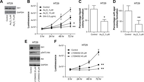 Figure 4 Both arsenic trioxide and PI3K inhibitor LY294002 reduce Gli1 expression and cell growth in HT29 cells.