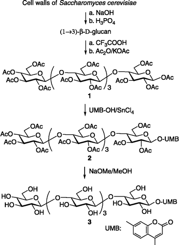 Scheme 1.  Synthesis of 4-methylumbelliferyl (UMB) (1 → 3)-β-D-pentaglucoside.
