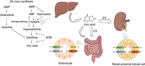 Figure 1. The metabolic pathways of uric acid in liver, kidney and intestines. This figure was produced in part through utilization of Servier Medical Art, provided by Servier, licensed under a Creative Commons Attribution 3.0 unported license.