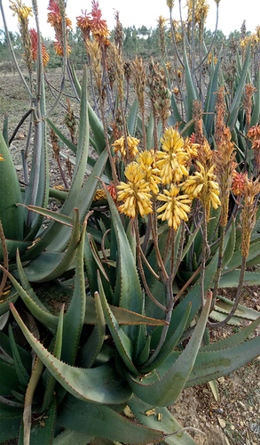 Figure 1 A. adigratana (Photo Credit: D.B. Sbhatu at Mesebo, Tigrai, Ethiopia; 20.2.2018).