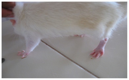 Figure 5 CFA+ standard group rat showing moderate inflammation of the left hind paw with a moderate lesion on the forepaw on day 26.Abbreviation: CFA, complete Freund’s adjuvant.
