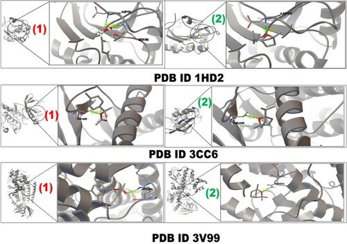 Figure 4. Interaction of 1HD2, 3CC6 and 3V99 protein with α-terpinyl acetate (1) and 1,8-cineole (2) inhibitors.