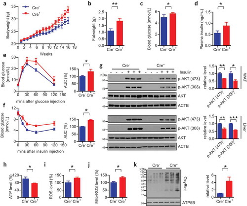 Figure 5. Specific ablation of Fundc1 in WAT phenocopies the obese and insulin resistant phenotypes. (a) Bodyweight curves of HFD-fed mice with adipose tissue-specific knockout of Fundc1 (Fabp4-Cre+) and HFD-fed control littermates (Fabp4-Cre−) (n = 12 for each group). (b) Tissue weight of gonadal fat pads isolated from HFD-fed Cre+ mice and Cre− mice (n = 12 for each group, **p < 0.01). (c) Fasted blood glucose levels of HFD-fed Cre+ mice and Cre− mice (n = 7 for each group, *p < 0.05). (d) Fasted blood insulin levels of HFD-fed Cre+ mice and Cre− mice (n = 7 for each group, *p < 0.05). (e) GTT was performed on overnight-fasted HFD-fed Cre+ mice and Cre− mice at different time points up to 120 min after injection of 1 g glucose/kg of bodyweight. Curves on the left show blood glucose levels at the indicated times after injection of glucose. Histograms on the right show AUC (n = 5 for each group, *p < 0.05). (f) ITT was performed on 6-h-fasted HFD-fed Cre+ mice and Cre− mice at different time points up to 120 min after injection of 0.75 U insulin/kg of bodyweight. Curves on the left show blood glucose levels at the indicated times after injection of insulin. Histograms on the right show AUC (n = 5 for each group, *p < 0.05). (g) Acute insulin sensitivity assays were performed on overnight-fasted HFD-fed Cre+ mice and Cre− mice injected with 0.75 U insulin/kg of bodyweight or saline. Lysates from liver and WAT of Cre+ mice or Cre− mice were immunoblotted with the indicated antibodies. Grayscale values of the p-AKT (473), p-AKT (308) and AKT bands of Cre+ and Cre− mice with insulin injection measured with ImageJ software are used to calculate the relative levels of p-AKT (473) and p-AKT (308) to AKT, shown in the right histograms (*p < 0.05, **p < 0.01, ***p < 0.001). Levels of ATP (h), total ROS (i), and mito-ROS (j) were measured in WAT of HFD-fed Fabp4-Cre− and Cre+ mice (*p < 0.05). (k) Mitochondria were isolated from adipose tissues of HFD-fed Fabp4-Cre− and Cre+ mice, and the levels of oxidized mitochondrial proteins were detected using an OxyBlot kit. Grayscale values of the OxyBlot and ATP5B bands measured with ImageJ software are used to calculate the relative level of OxyBlot to ATP5B, shown in the right histogram (*p < 0.05).