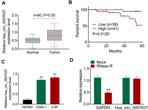 Figure 1 Hsa_circ_0007637 was abnormally overexpressed in NPC patients and cells. (A) qRT-PCR indicated that Hsa_circ_0007637 expression was elevated in tumor tissues of NPC patients. (B) Kaplan-Meier survival analysis revealed that high Hsa_circ_0007637 expression was associated with poor percent survival of NPC patients. (C) qRT-PCR illustrated that Hsa_circ_0007637 expression was increased in NPC cell lines (C666-1 and 5–8F) than that in normal nasopharyngeal epithelial cell line (NP460). **P < 0.01 when compared with Hsa_circ_0007637 expression in NP460 cell line. (D) The Hsa_circ_0007637 expression was not affected by RNase R treatment, indicating that Hsa_circ_0007637 had stable circle structure. **P < 0.01 when compared with GAPDH expression in Mock group.