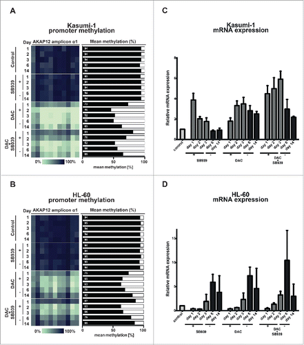 Figure 3. Epigenetic silencing of AKAP12α in RAS-mutated AML cell lines can be reverted by DAC treatment. Time course of AKAP12α1 promoter methylation in Kasumi-1 (A), and HL-60 cells (B) upon treatment with either SB939, DAC or a combination of both drugs and subsequent drug withdrawal. Cells were treated with the respective drug(s) for 72 h (day 1–3) and then observed for 11 d upon drug withdrawal (day 6–14). Time course of AKAP12α mRNA expression in Kasumi-1 (C), and HL-60 cells (D) upon drug treatment and subsequent drug withdrawal. Untreated control cells (Ctrl) are shown as light gray bars, time-points under drug treatment are shown in dark gray, and time-points upon drug withdrawal are depicted as black bars.