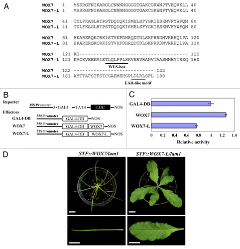 Figure 1. Two splice variants of Arabidopsis WOX7 and repressive activity of the WOX7-L protein. (A) Amino acid sequence alignment for WOX7 and WOX7-L. The conserved WUS-box and EAR-like motif are underlined. (B) Constructs used in transient expression assays. (C) Relative luciferase activities using WOX7 or WOX7-L as effectors compared with GAL4-DB control. Error bars indicate SD (n = 3). (D) Transgenic lam1 plants complemented with STF::WOX7 (left), STF::WOX7-L (right). Scale bars: 2 cm.