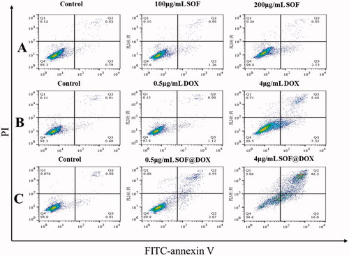 Figure 4. Apoptosis assay of the DOX@SOF in vitro. The apoptosis of MCF-7/ADR cells treated with SOF (A), free DOX (B), and DOX@SOF (C) for 48 h.