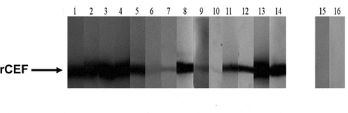Figure 7. Specific anti-CEF antibodies in serum from patients with S. pyogenes disease. Recombinant CEF (2 μg/lane) was run on a 12% SDS-PAGE gel and blotted onto a nitrocellulose membrane. Individual strips of the Western blot were probed with serum from S. pyogenes invasive disease patients (lanes 1–14) or healthy donors (lanes 15–16) and developed with a secondary HRP-conjugated anti-human Fc antibody.